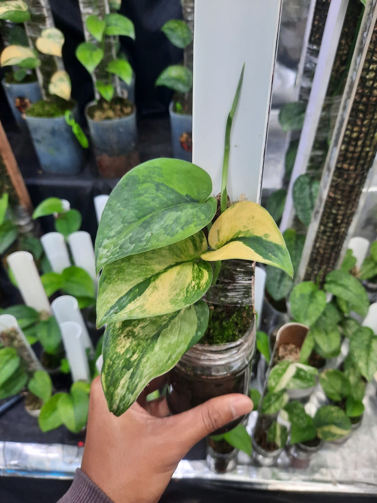 Scindapsus Cakrabuana — rare Indonesian plant