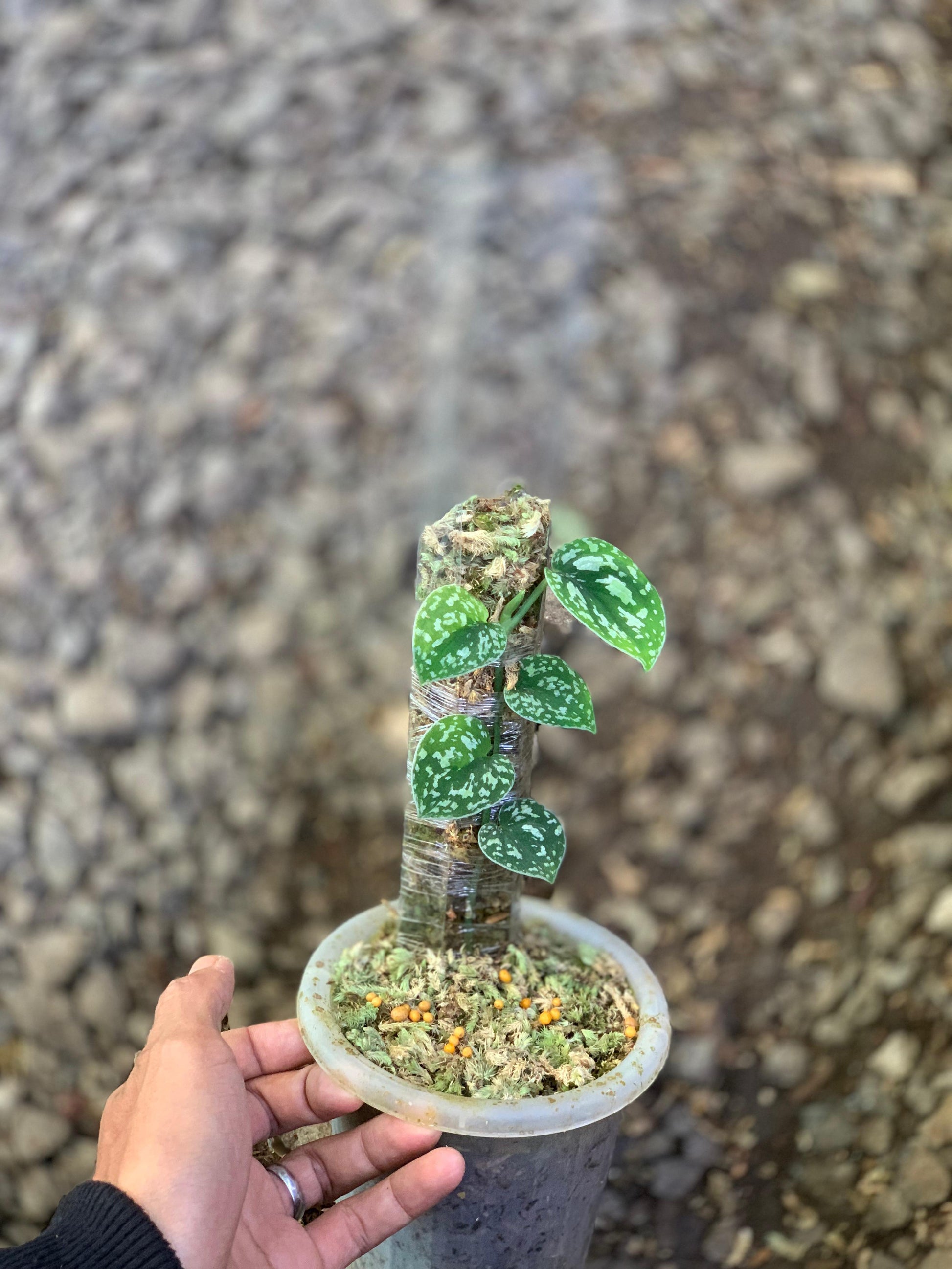 Scindapsus Mangurai Variegated — rare Indonesian plant