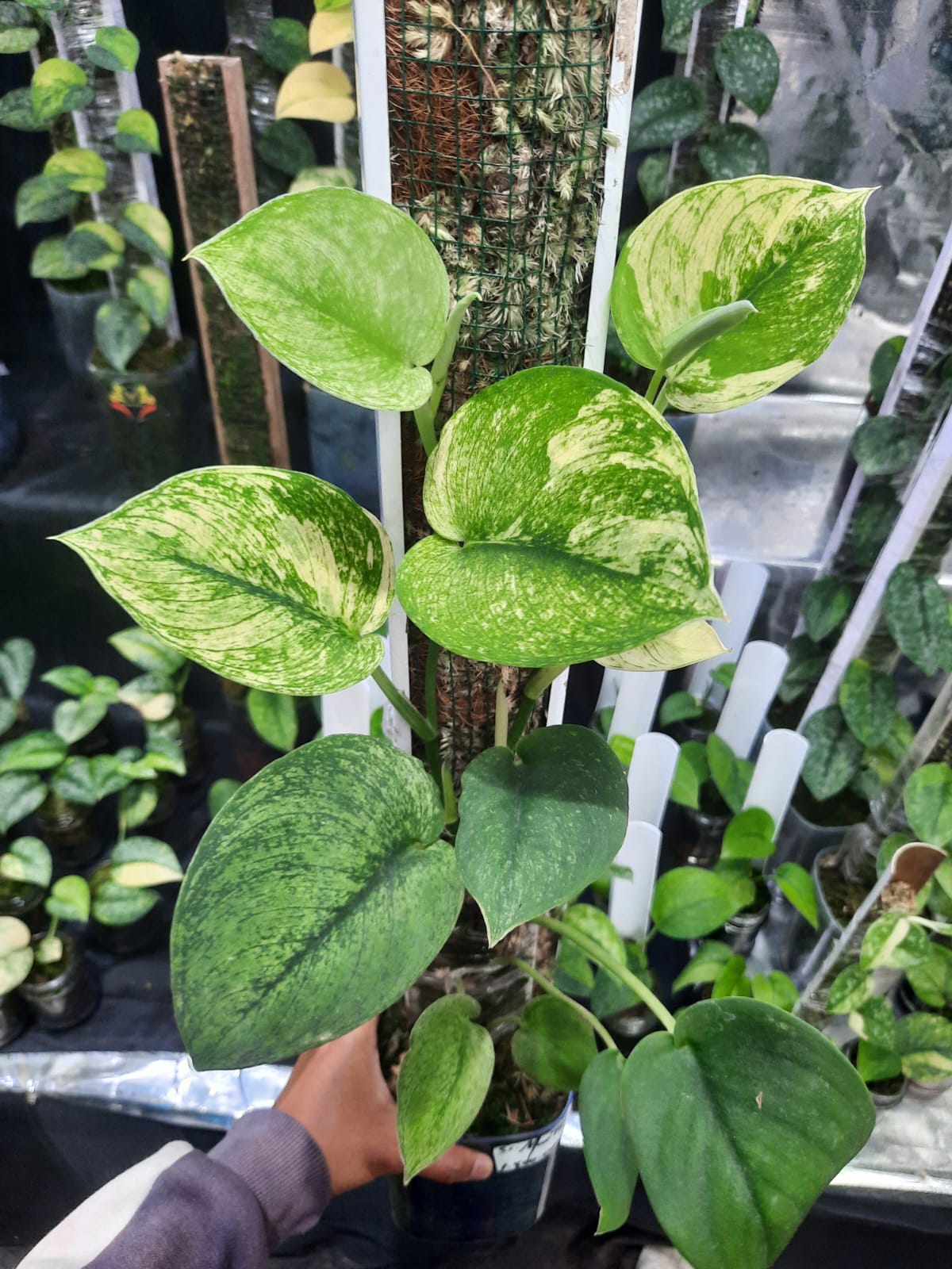 Scindapsus Martapura — rare Indonesian plant