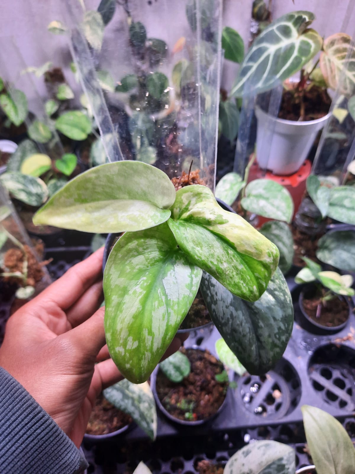 Scindapsus Prabu Tricolor — rare Indonesian plant