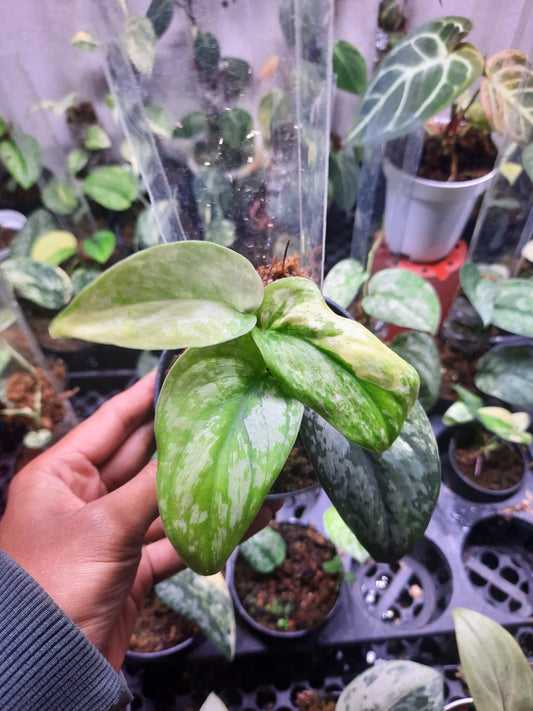 Scindapsus Prabu Tricolor — rare Indonesian plant