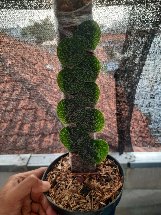 Scindapsus Silver Hassk — rare Indonesian plant