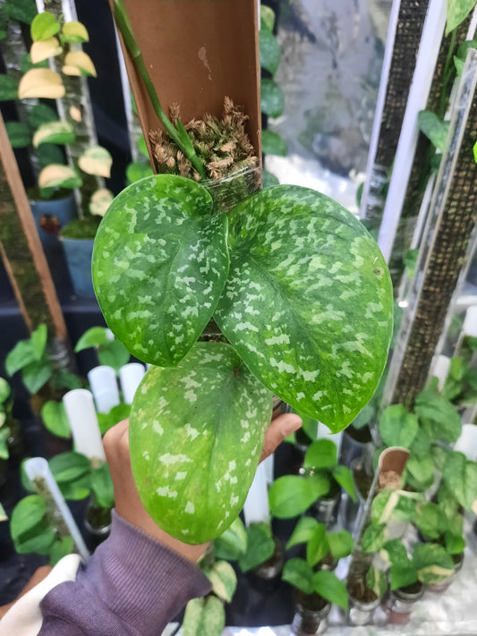 Scindapsus Singkawang Aurea Polkadot — rare Indonesian plant