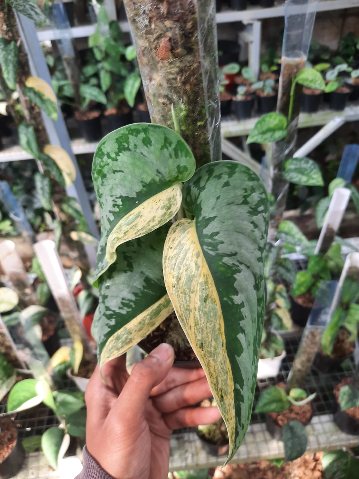Scindapsus Super Moon Tilung Variegated — rare Indonesian plant