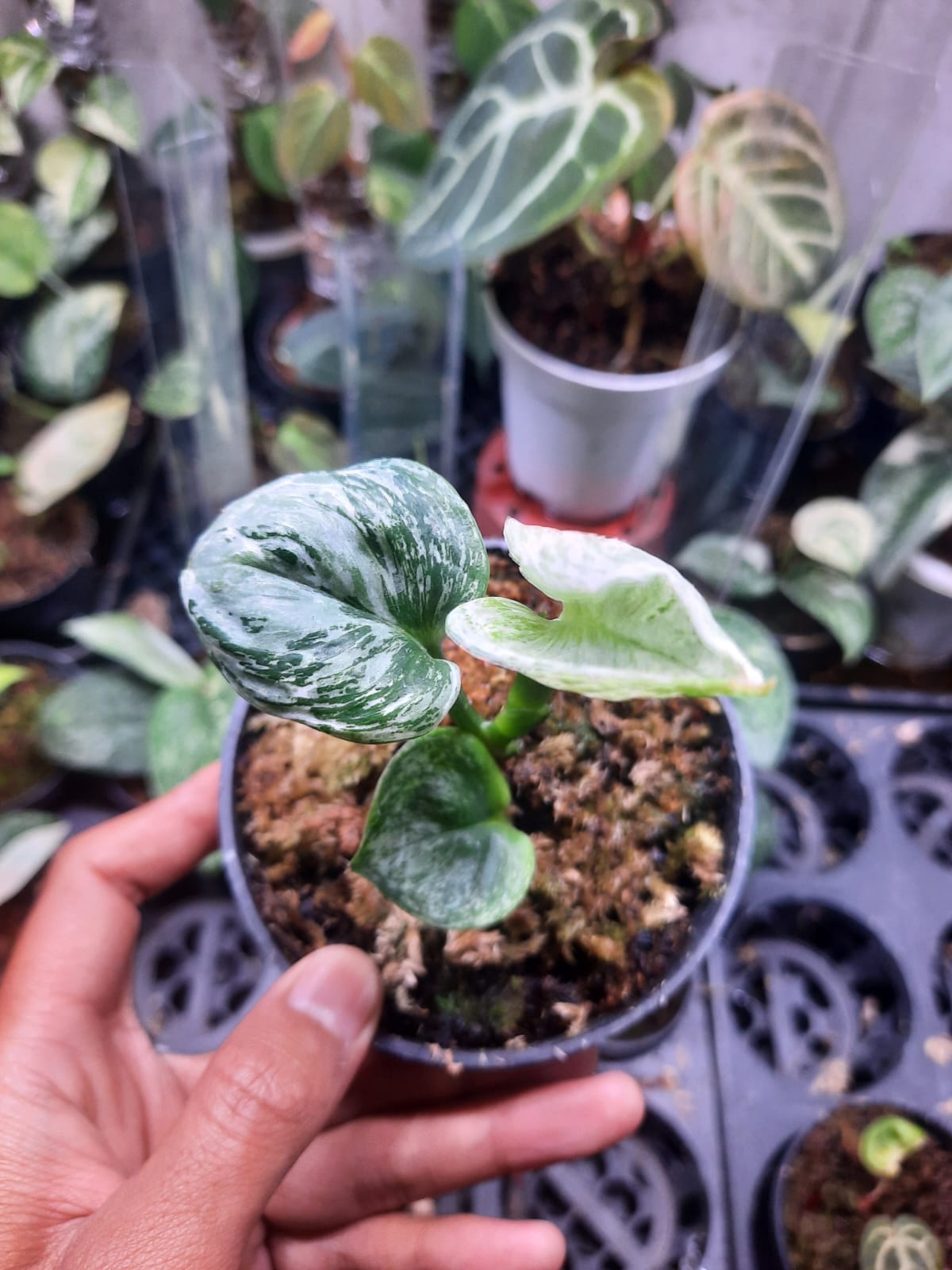 Scindapsus Treubii Mutation — rare Indonesian plant
