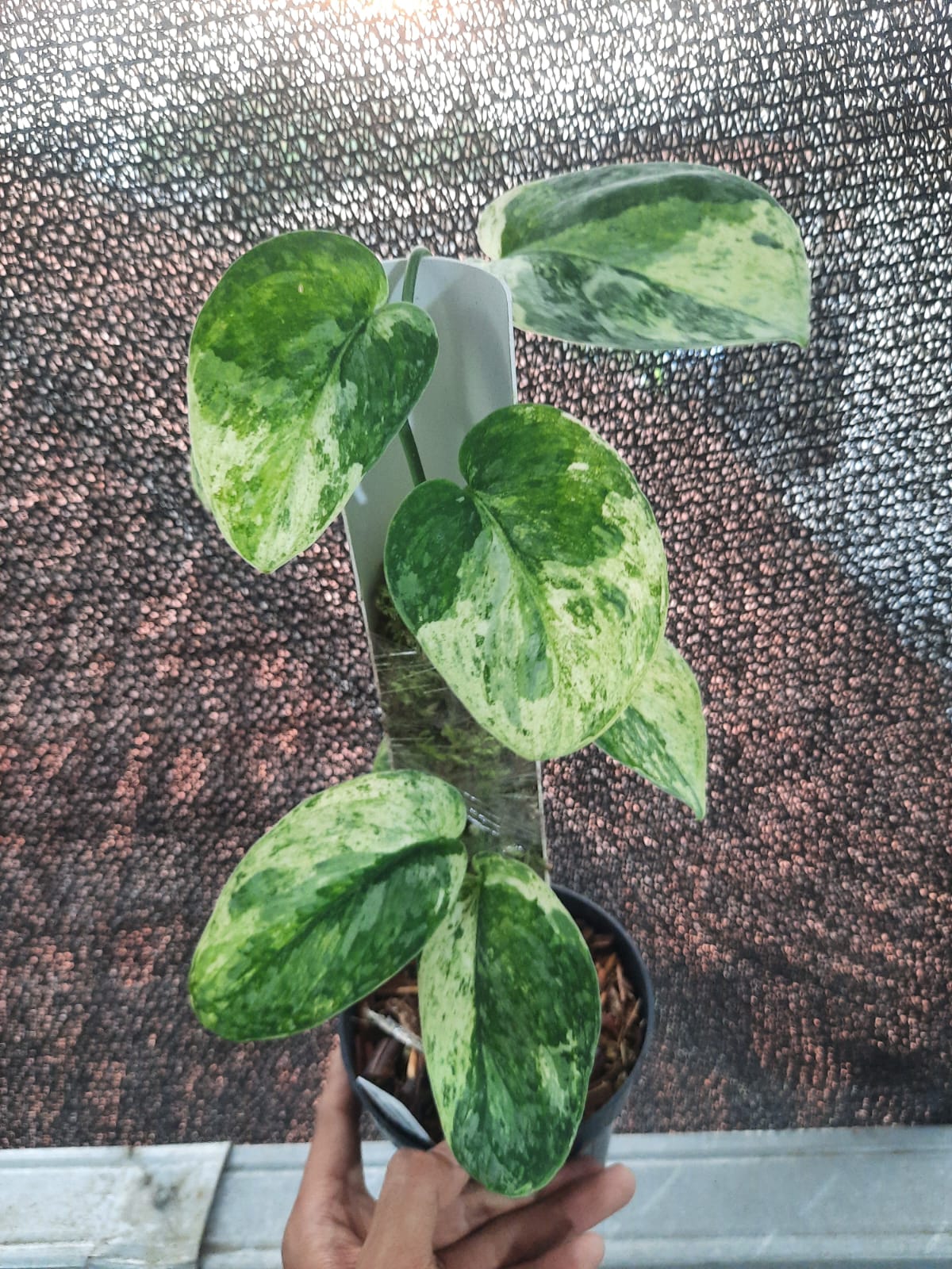 Scindapsus Unicorn Variegated — rare Indonesian plant