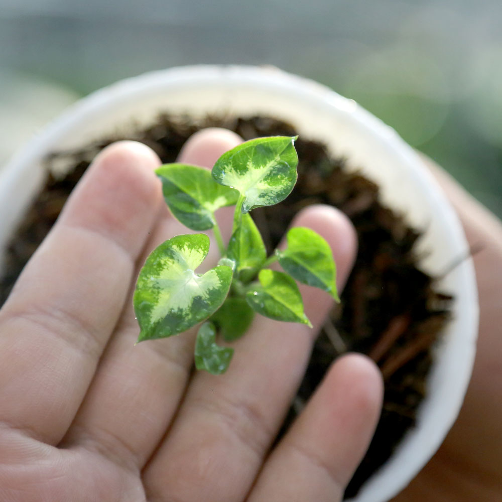 Syngonium Mini