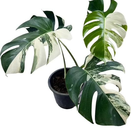 Monstera borsigiana albo variegated