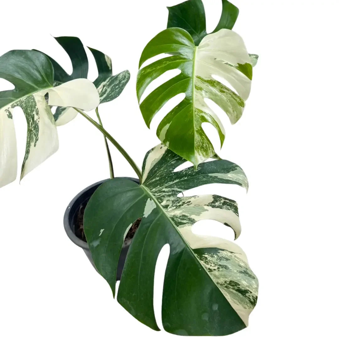 Monstera borsigiana albo variegated