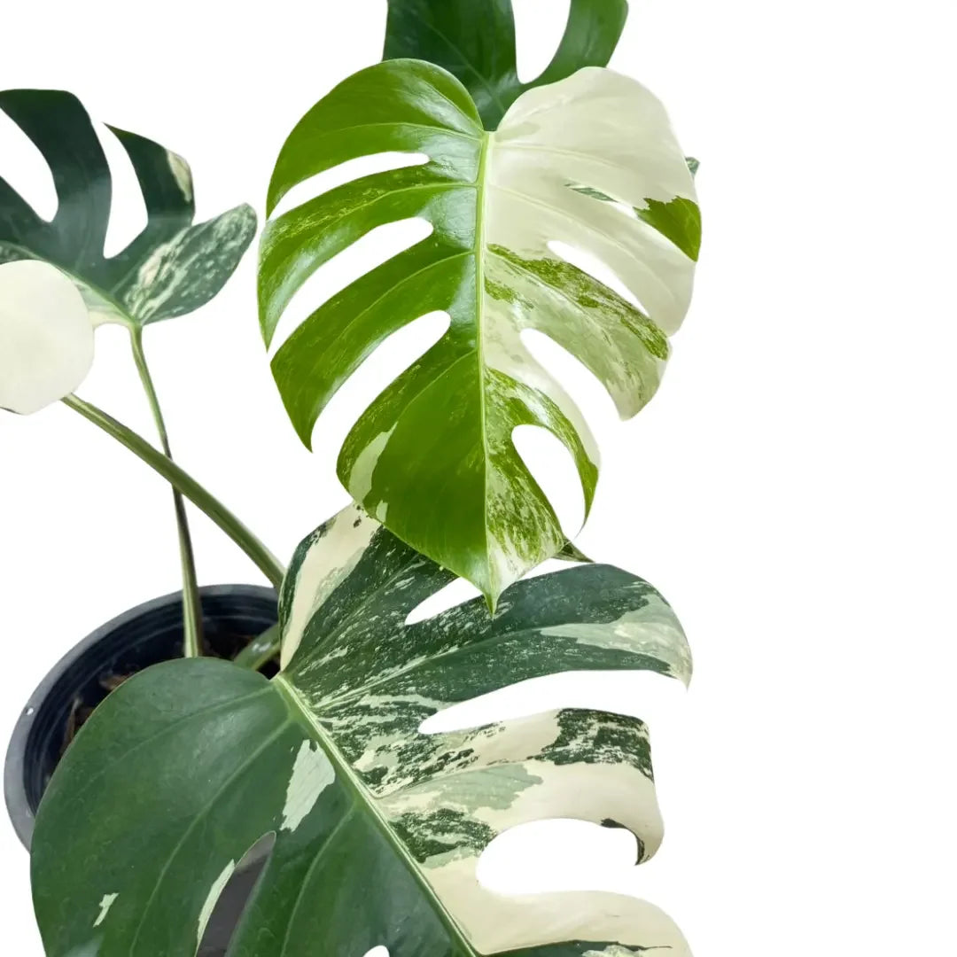 Monstera borsigiana albo variegated
