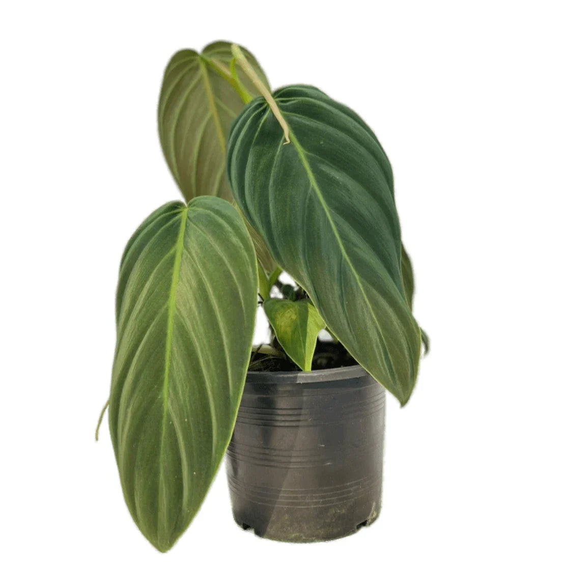 Philodendron gigas