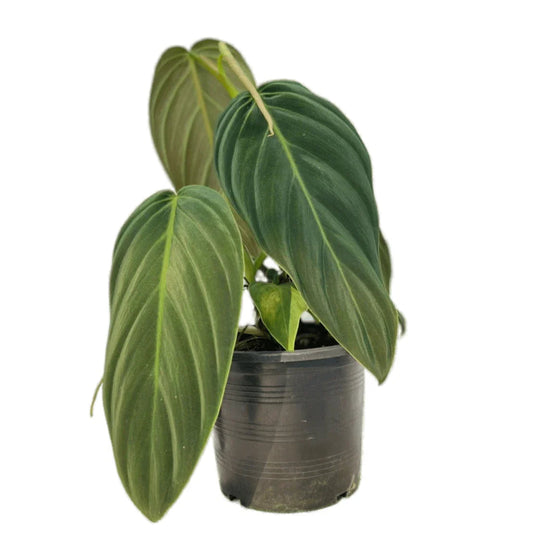 Philodendron gigas