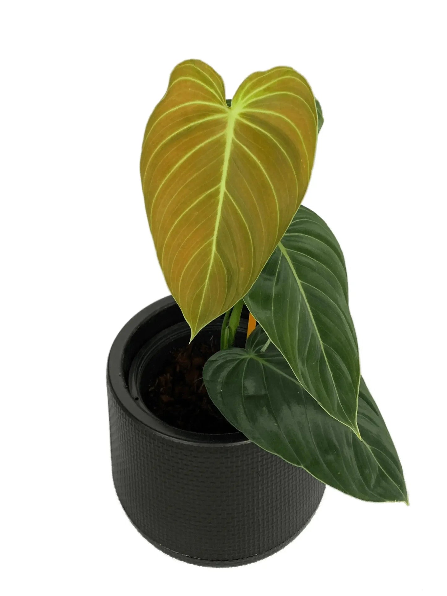 Philodendron melanochrysum