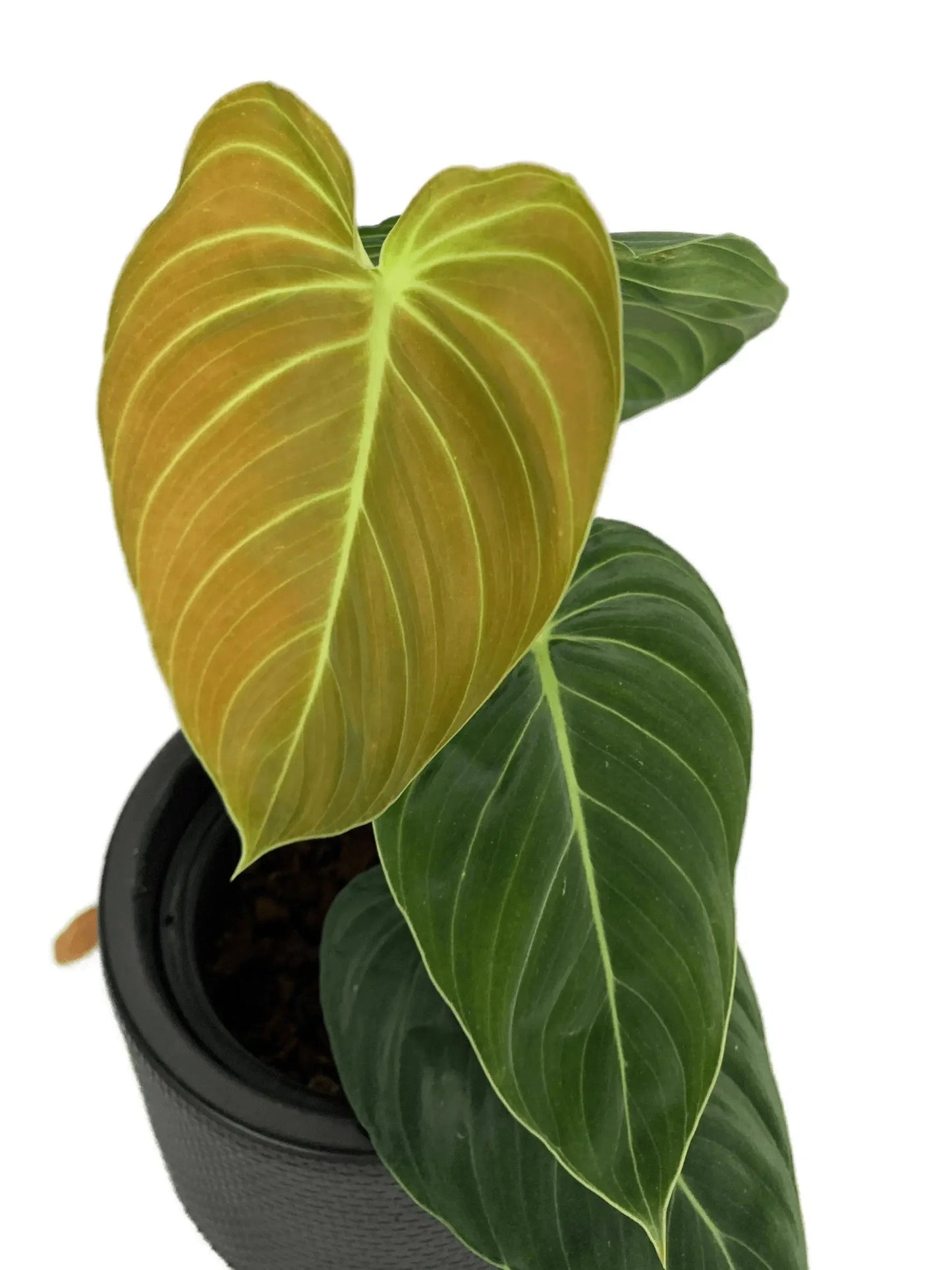 Philodendron melanochrysum