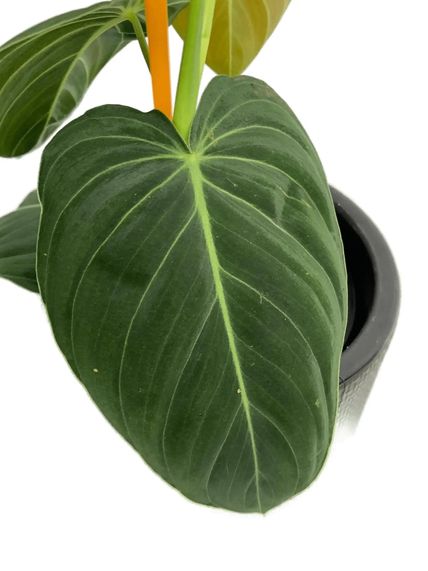 Philodendron melanochrysum