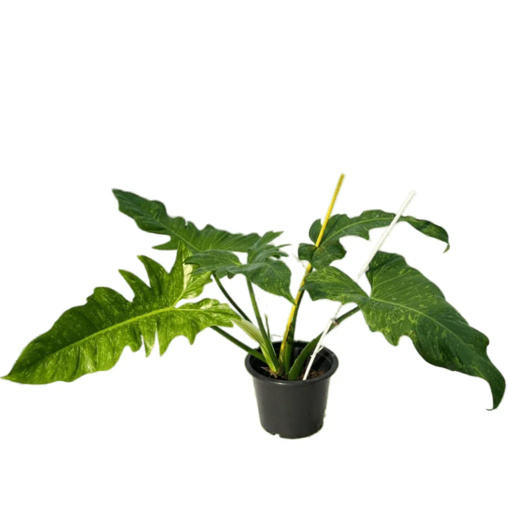 Philodendron Mottled Dragon Variegated
