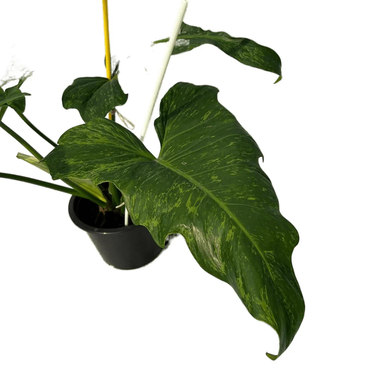 Philodendron Mottled Dragon Variegated
