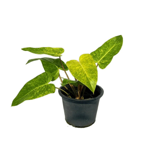 Philodendron painted lady