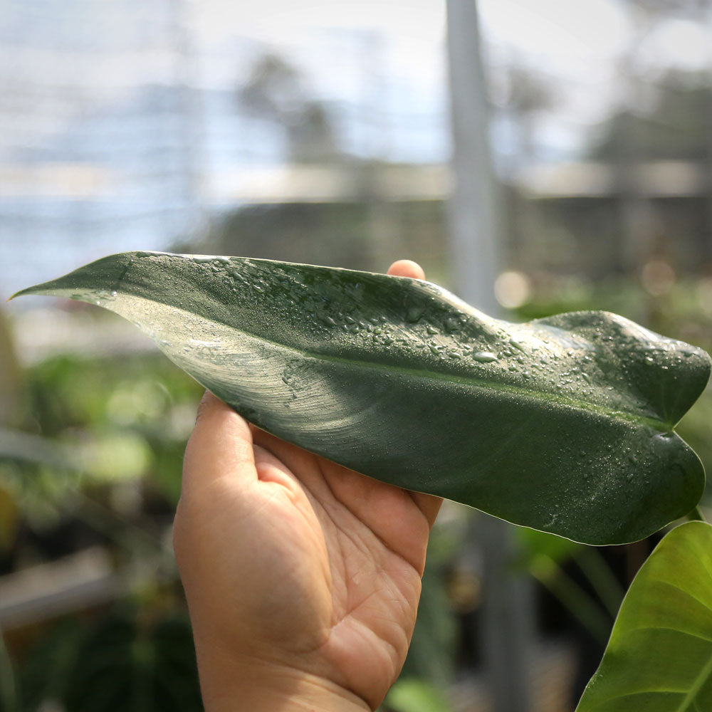 Philodendron Red Queen