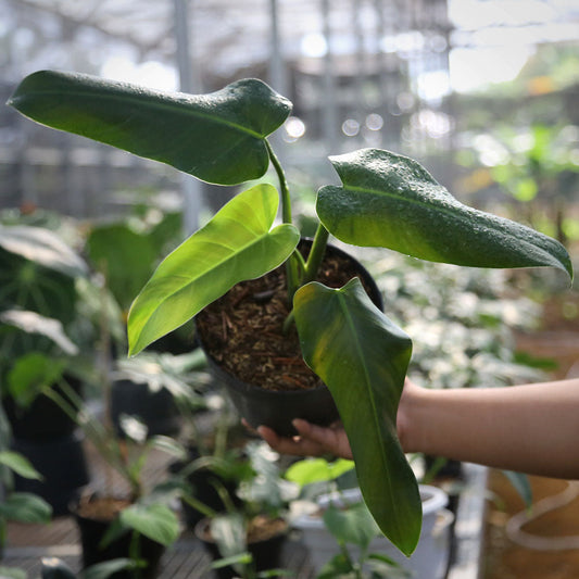 Philodendron Red Queen - Indonesian Rare Plants
