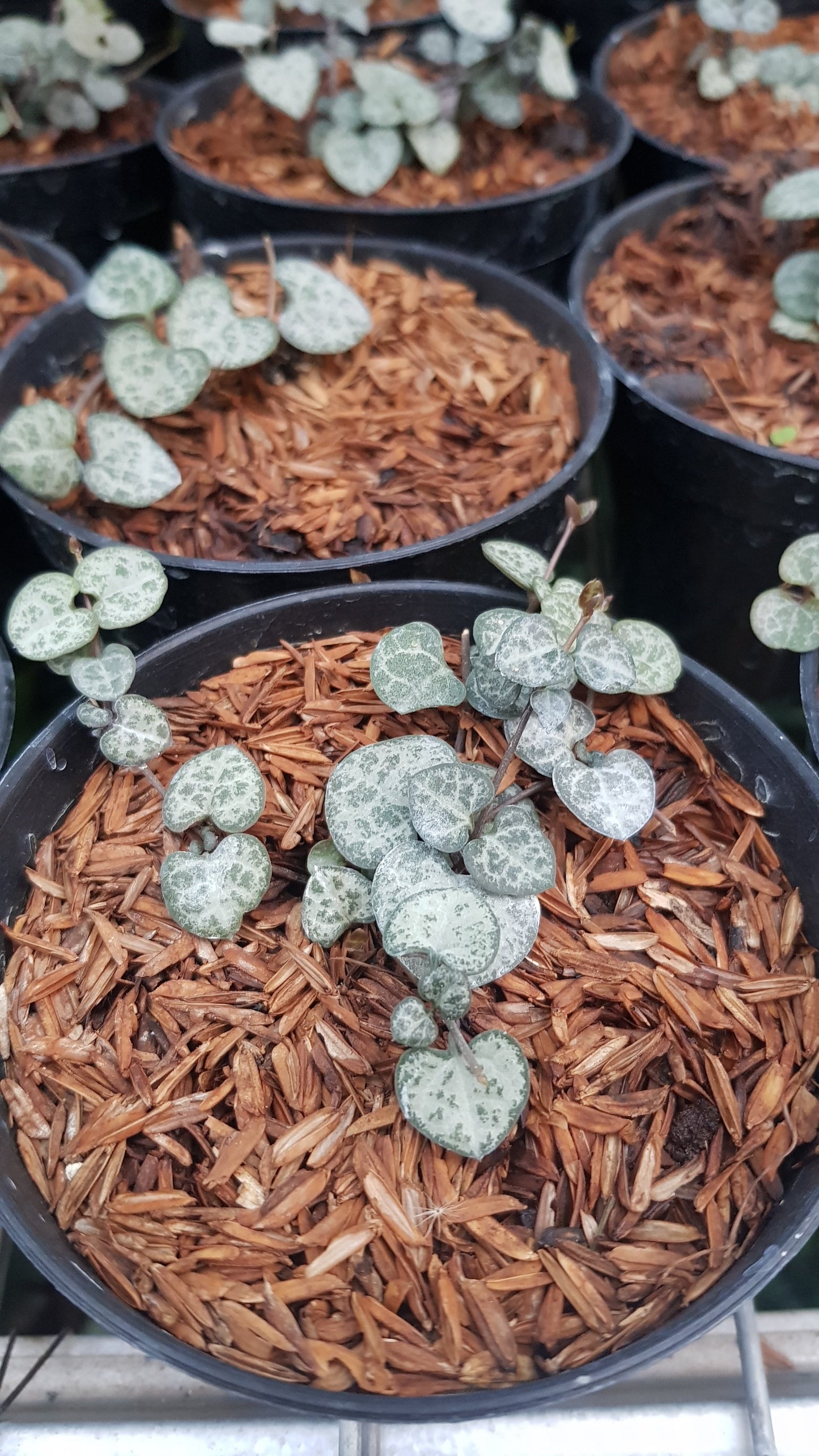 Ceropegia Woodii ‘String of Hearts’ — rare Indonesian plant