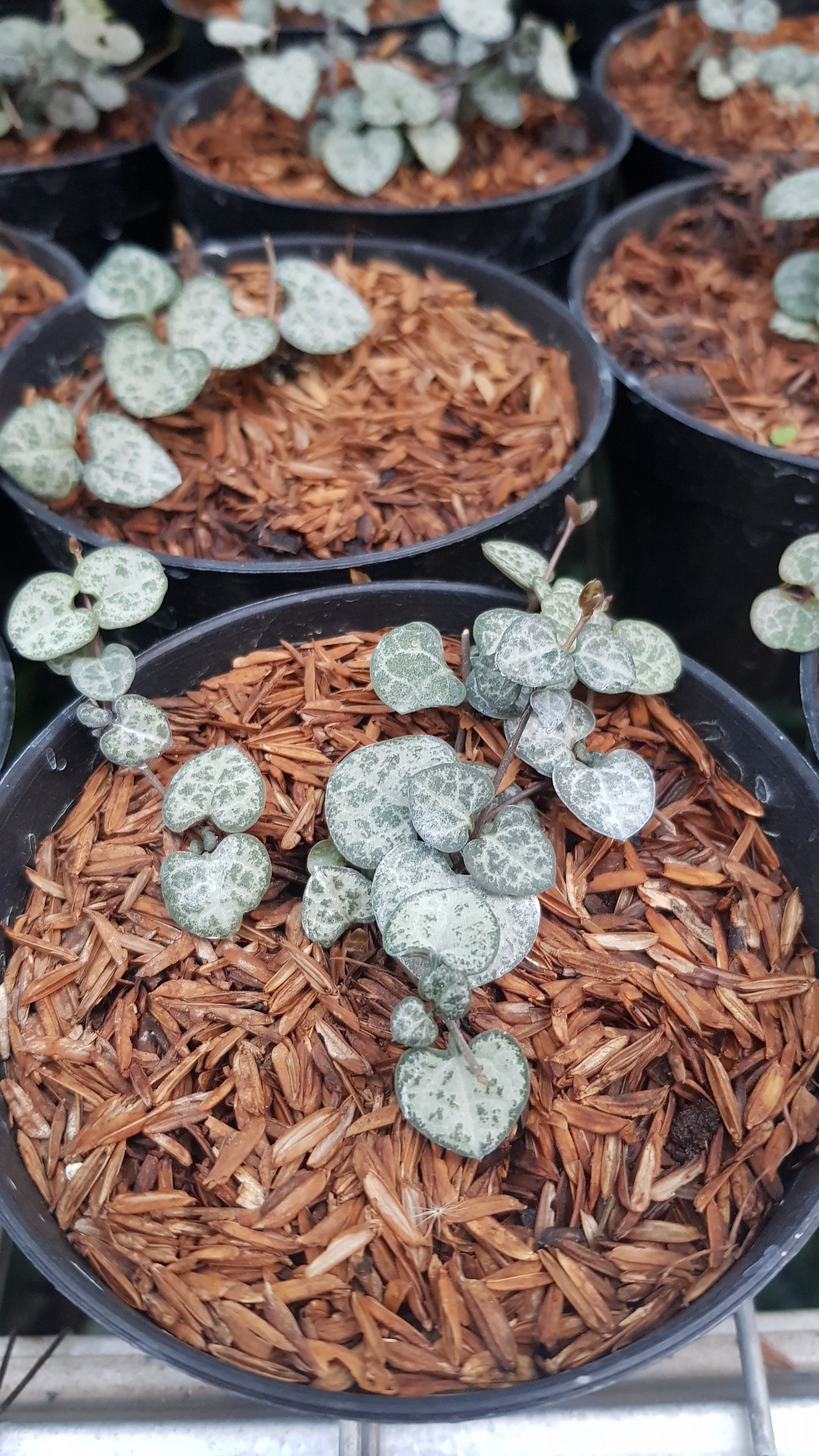 Ceropegia Woodii ‘String of Hearts’ — rare Indonesian plant